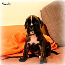 4,5 weeks